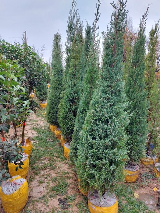 archa kuchatlar bor xarhil turdagi kuchatlar bor