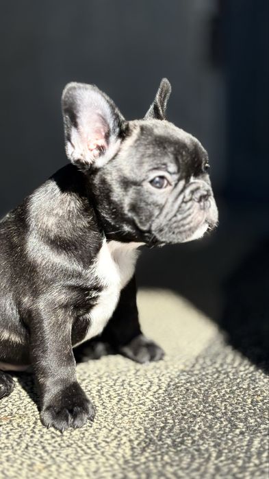 Pui Bulldog francez cu pedigree ( french bulldog )