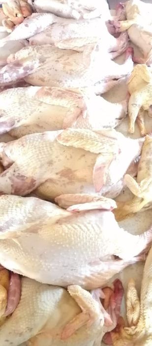 Продам домашнюю индейку.Каспий ред!