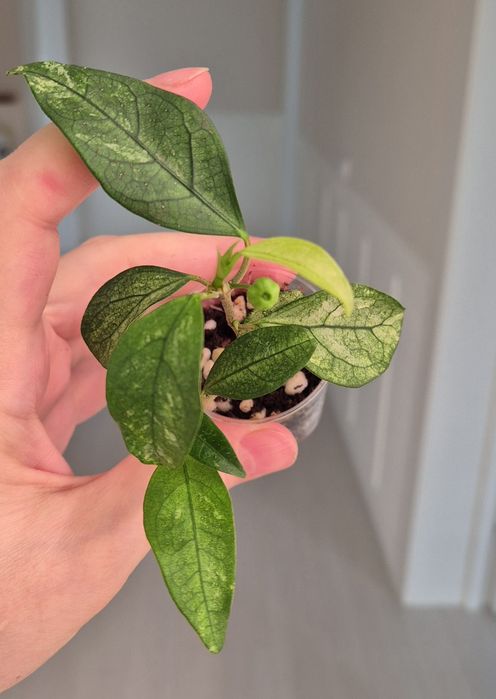 Фикусы разных сортов