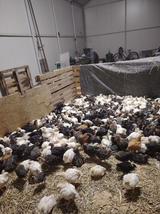 Pui albi de carne și rasa mixta