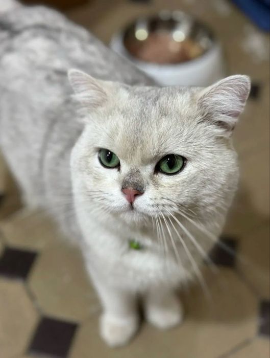 Вязка: кот, Британская шиншилла серебристый окрас