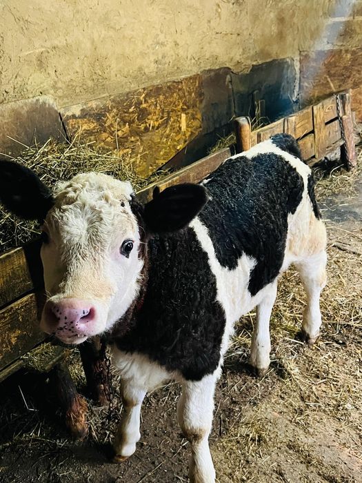 Ofer spre vânzare o vițea!