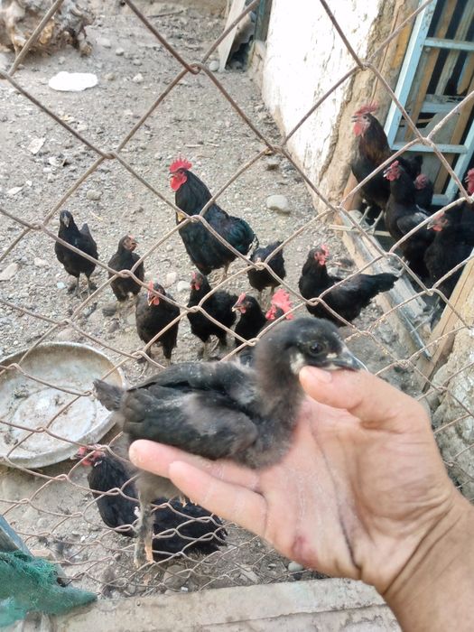 Qora shag'zoda tozasi