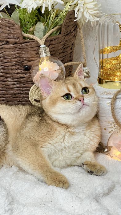 Золотая штншилла мальчик