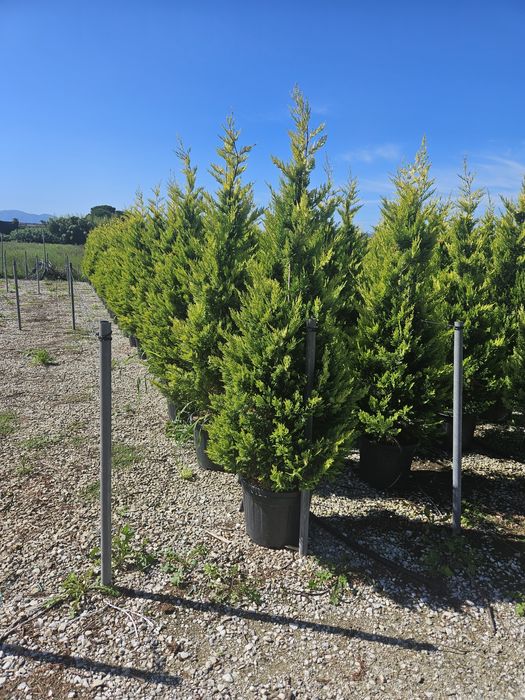Leylandi maslin bonsai glandeflora