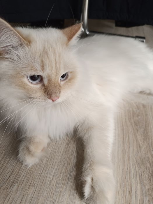 Продаётся кот цена 25.000 стерилизованный ходит в лоток с характером