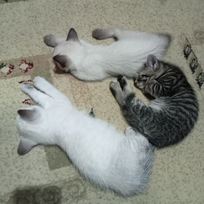 Отдам котят в надёжные добрые руки.