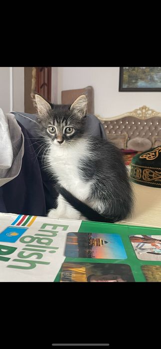 Котята в самые добрые руки