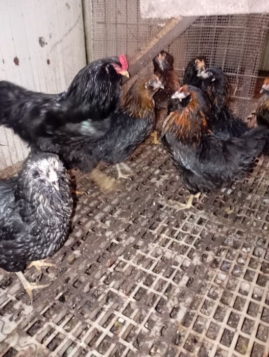 Ouă verzi Ameraucana