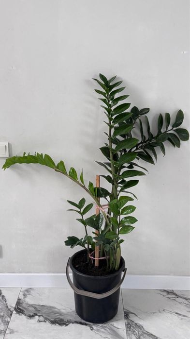 Продам комнатные цветы