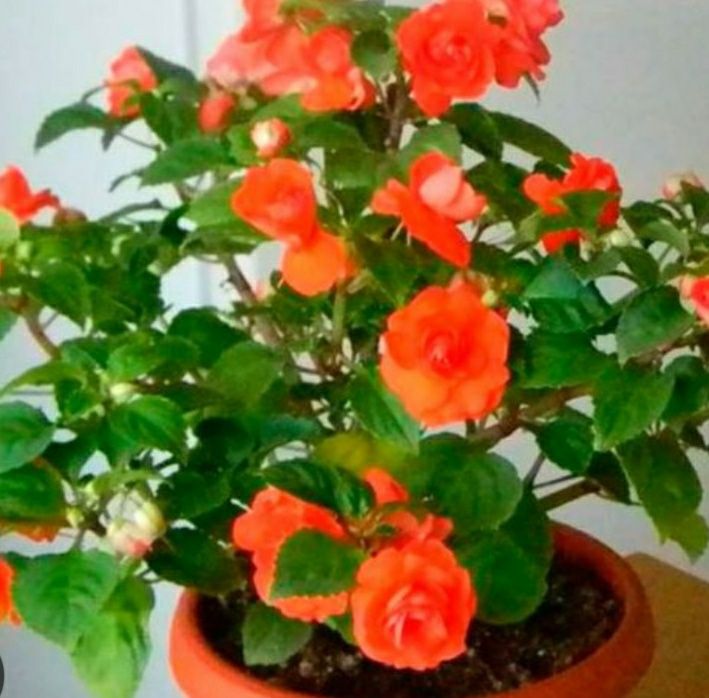 Бальзамин оранжевый цвет