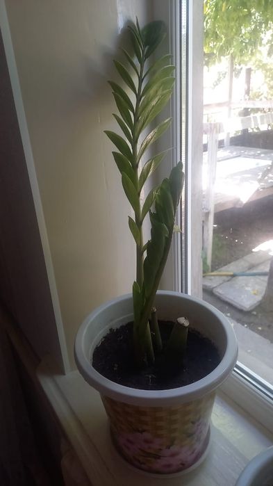 Срочно продам цветы.