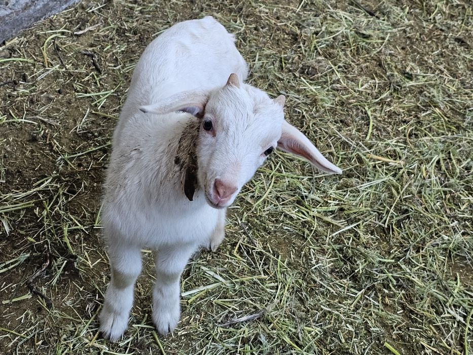 Продам козленка от выокоудойной козы.