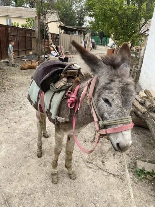Ешек сатылады саудасы бар