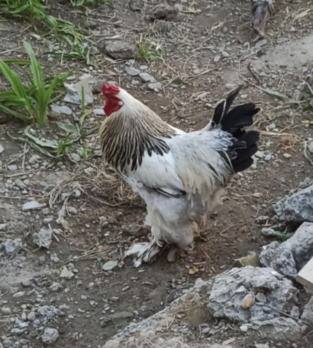 Брама хуроз 350.000