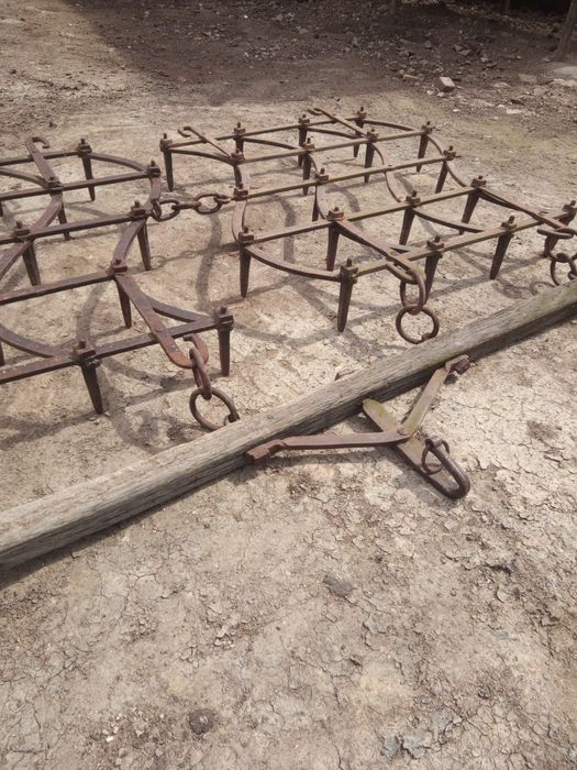 Grape grapi de vanzare