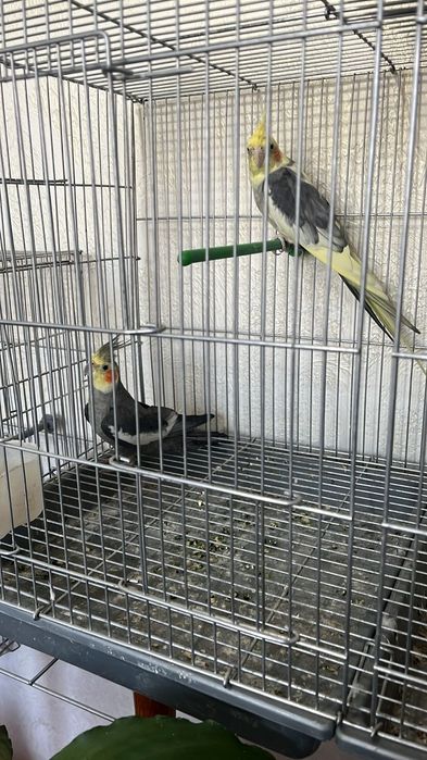 Корелла попугаи на продажу