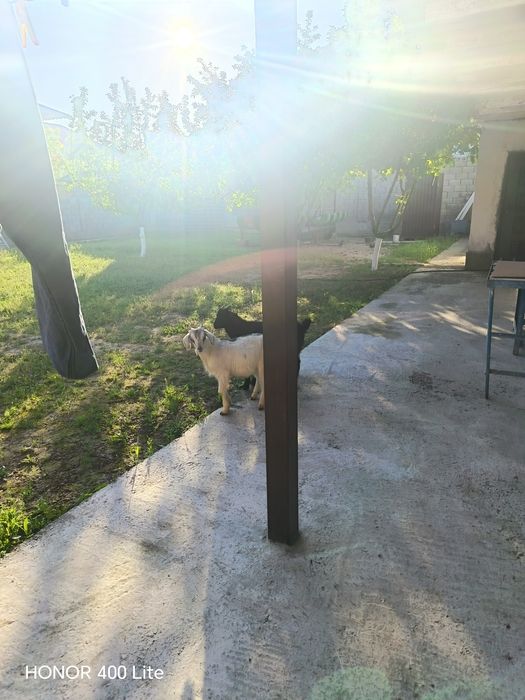 Сауын ешкі сатылады багасын келеміз