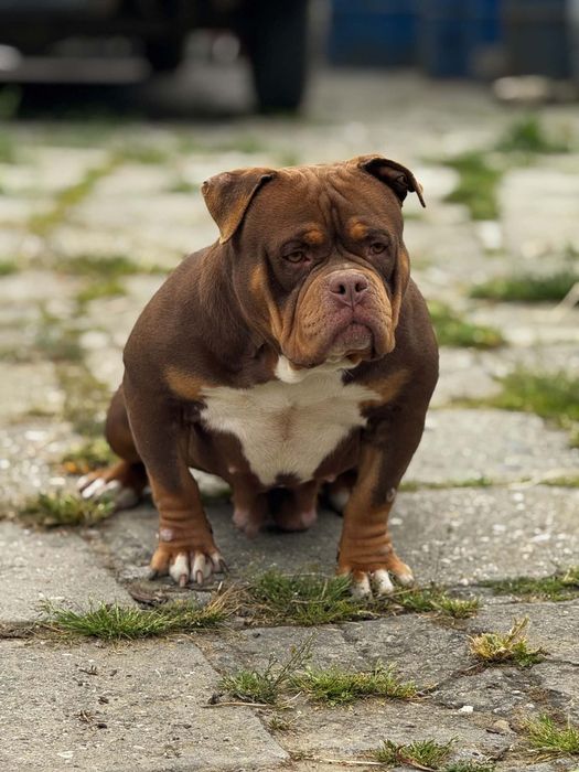 American bully pocket