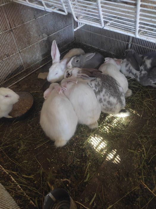 Продам кроликов(самцы и самки(