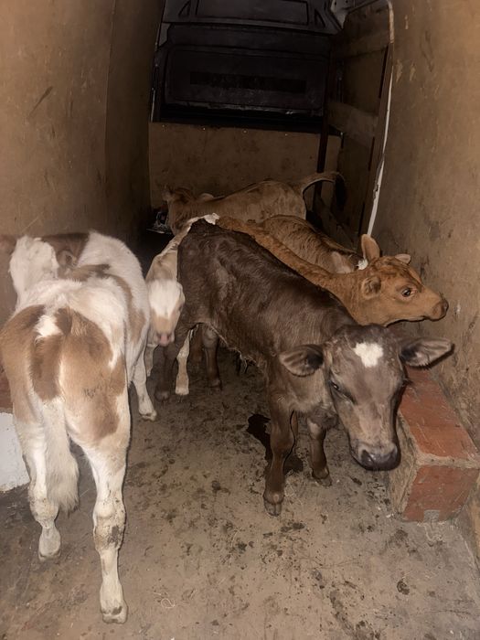 Vitei taurasi si vitele de prasila sugari si intarcati