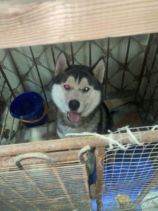 Alfa 8 oylik it domashniy