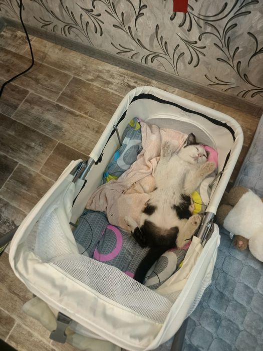 Пристраивается мальчик в добрые ручки