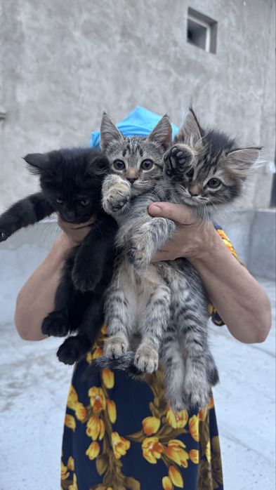Отдам котят бесплатноо