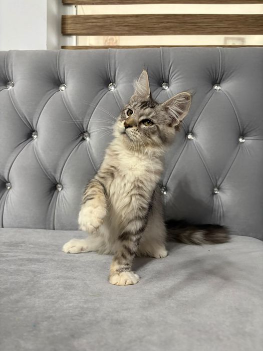 Baiat maine coon