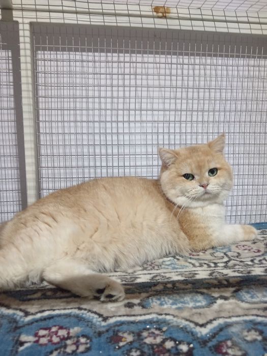 Британский шиншилла вязка