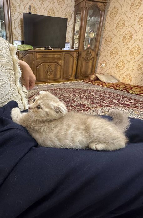 Scottish fold qiz