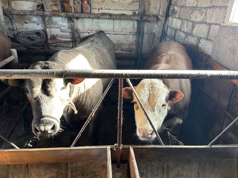 Откорм бычки 6 голов