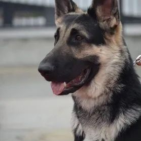 Вязка кобель! восточная овчарка