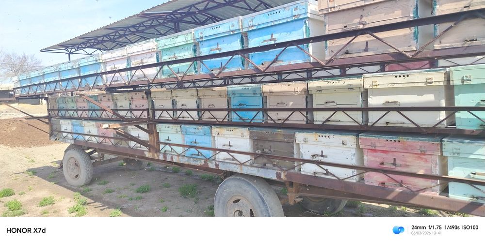 Asal ari oylari sotiladi