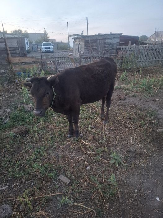Продам кашар  1.Годик