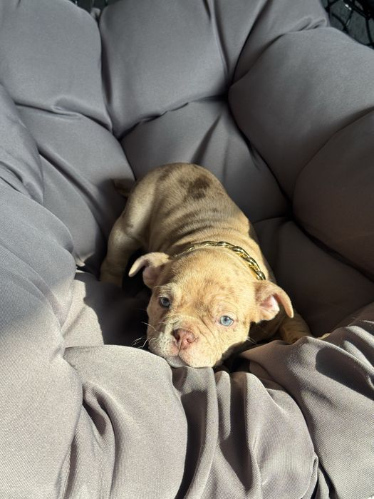 American Bully Pocket ABKC