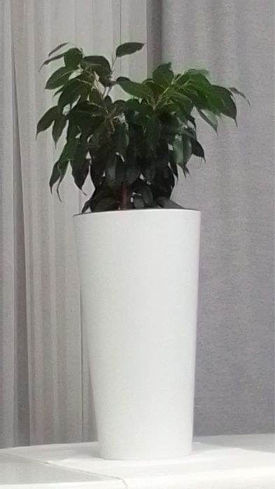 Замиокулькас (денежное дерево)