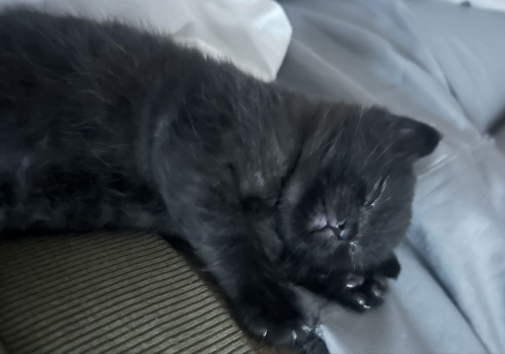 Котенок шотландтка скоттиш страйт
