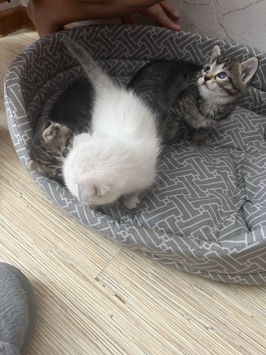 Продам котят срочно