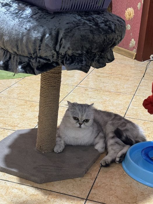 Ищем кота,красивого!Тараз