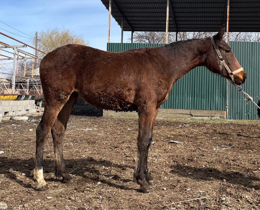 Тай……………………………..