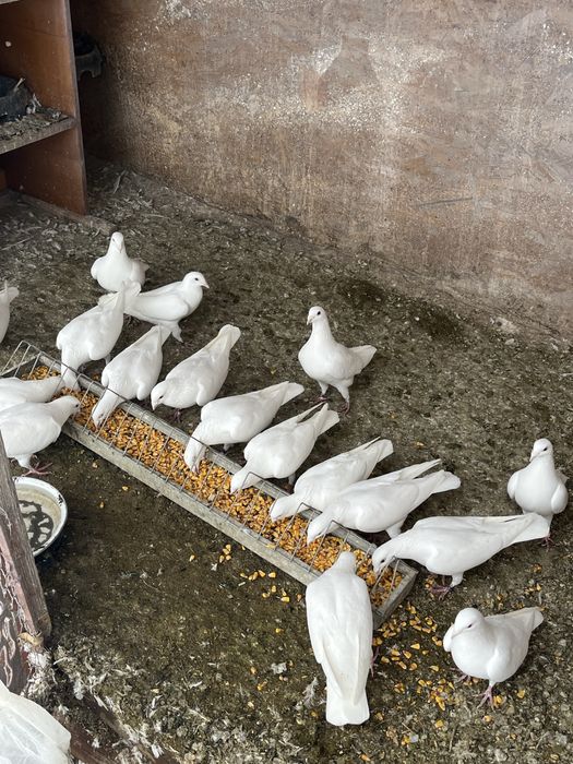 Poște albe si indieni alb si negru