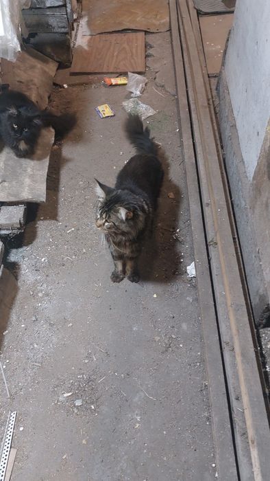 Кот мэйнкун вязка