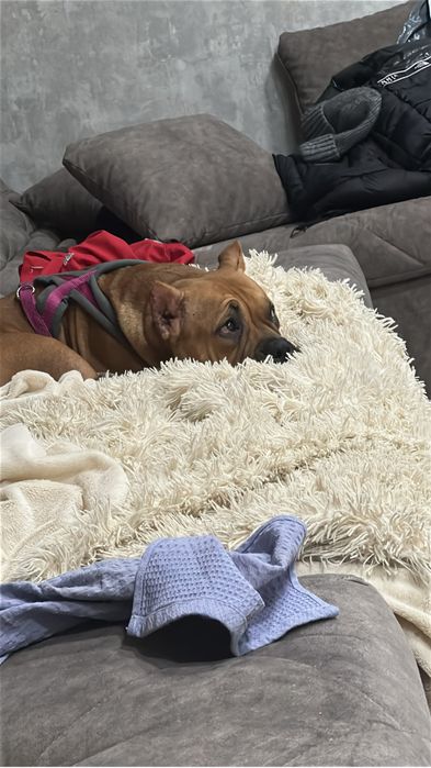 Продам американского булли