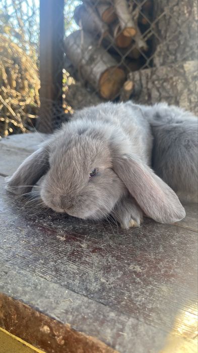 Френски кочовати зайци