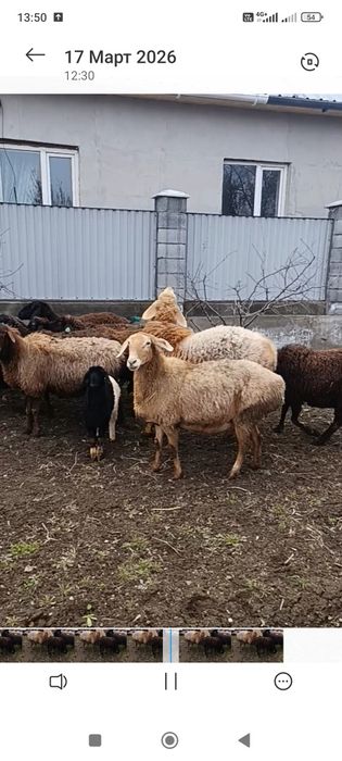 Гиссар матки котные