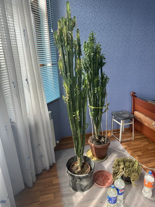 Продам растение молочай (эуфорбия)
