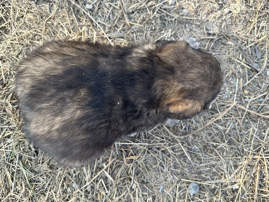 Отдам щенков в добрые руки