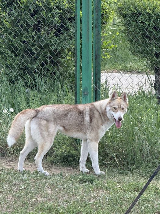 Отдам в добрые руки лайку